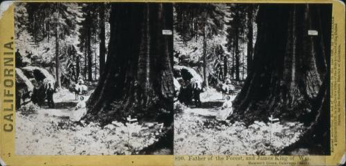 Father of the Forest