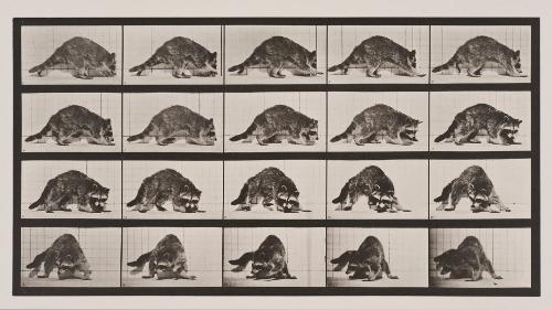 Eadweard MUYBRIDGE