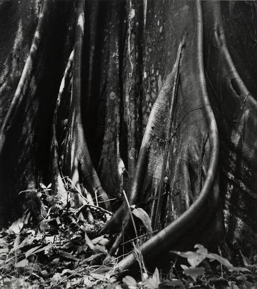 Raíces (Roots)
