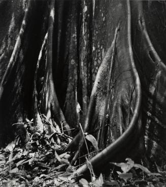 Raíces (Roots)
