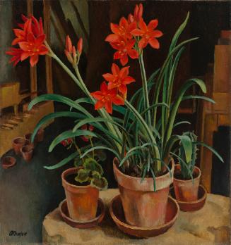 Amaryllis