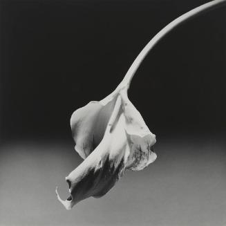 Calla Lily