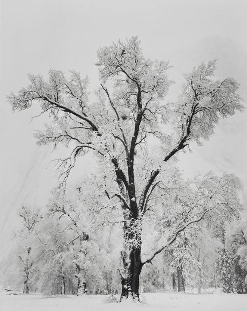 Oak Tree, Snowstorm, Yosemite National Park, California