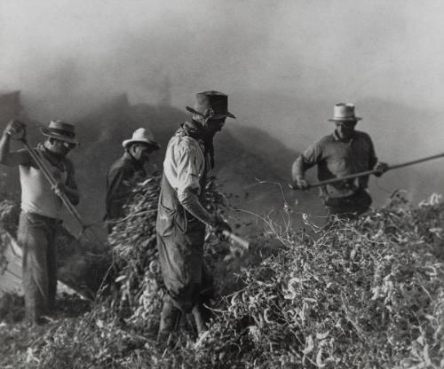 Threshing Lima Beans