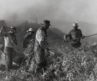 Threshing Lima Beans