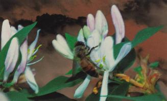 Bee Being