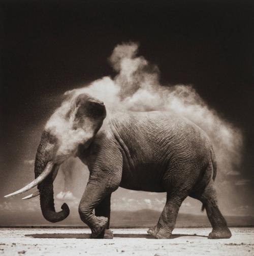 Elephant with Exploding Dust, Amboseli