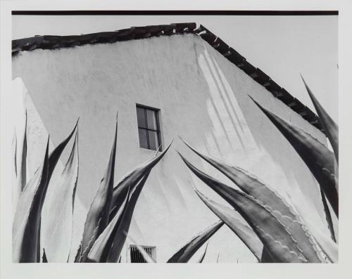 Ventana a los magueyes (Window on the Agaves)
