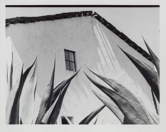 Ventana a los magueyes (Window on the Agaves)