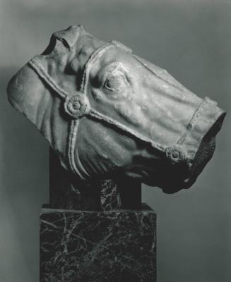 Head of a horse