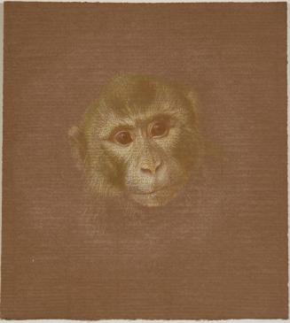Rosalba