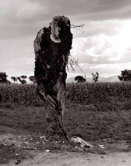 Y por las noches gemía (And by Night It Moaned)