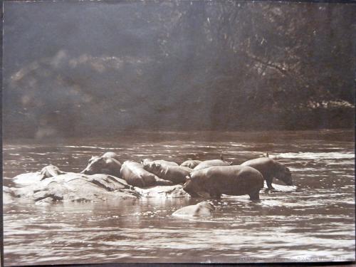 Hippos