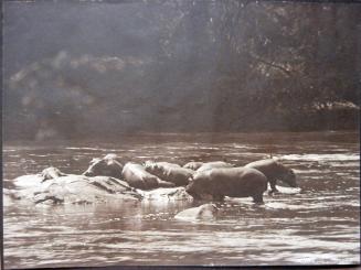 Hippos