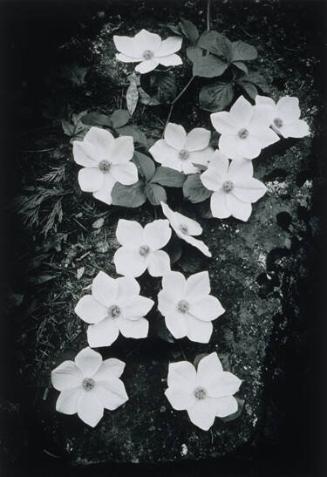 Dogwood Blossoms, Yosemite National Park, California