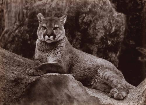 Cougar on a Rock in the London Zoo