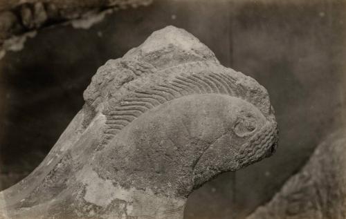 The Treasury of the Siphnians at Delphi. Studies in the History and Criticism of Sculpture, Volume IV