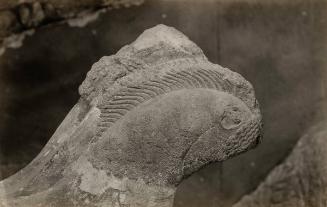 The Treasury of the Siphnians at Delphi. Studies in the History and Criticism of Sculpture, Volume IV
