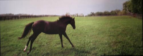 Untitled (galloping horse)
