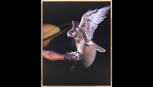 Falcon (wings)