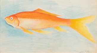 Goldfish
