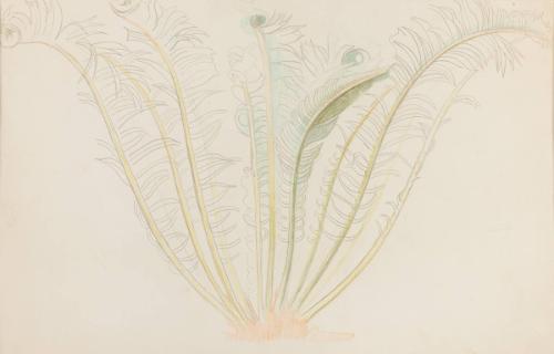 Fern