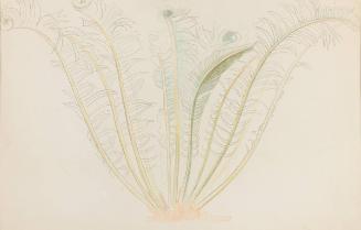 Fern