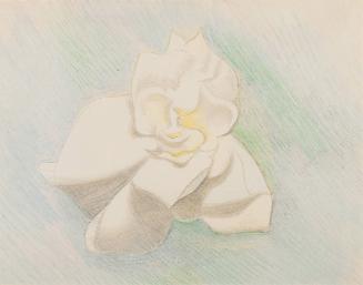 Gardenia