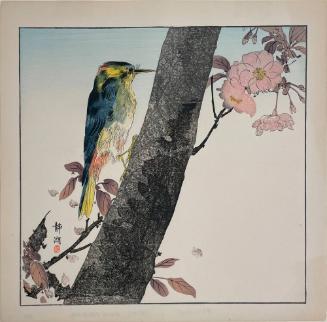 Woodpecker in Flowering Cherry Tree