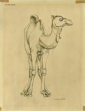 Camel