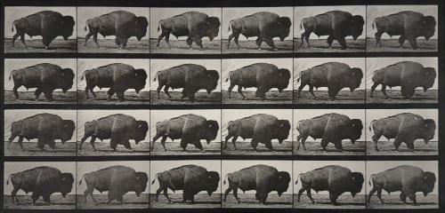 Animal Locomotion, (Buffalo)