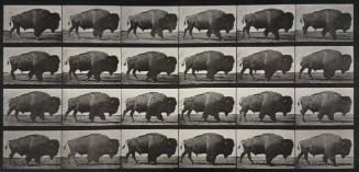 Animal Locomotion, (Buffalo)