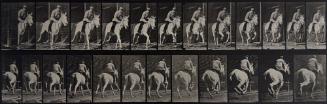 Animal Locomotion, (man riding horse)