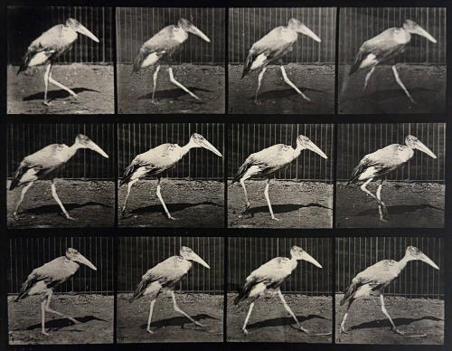 Animal Locomotion (bird walking)