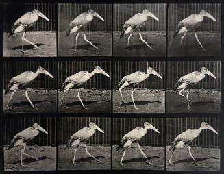 Animal Locomotion (bird walking)