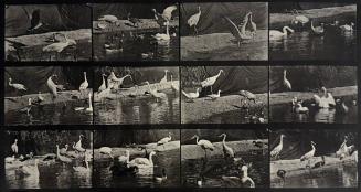 Animal Locomotion (birds near water)