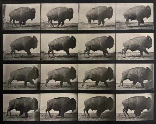 Untitled (Bison)