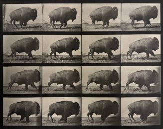 Untitled (Bison)