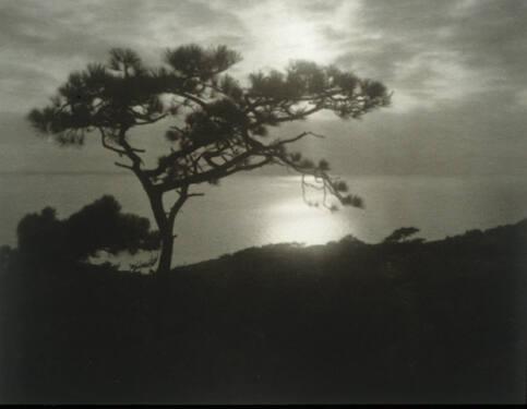Monterey Pine