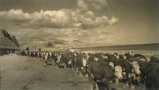 (Herding Cattle on the Beach at Santa Barbara)