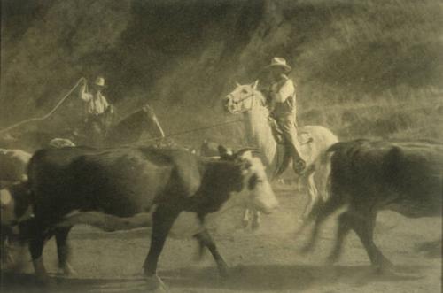 (Cowboys Roping Cattle)