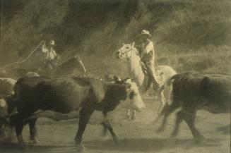 (Cowboys Roping Cattle)