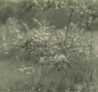 Sapling