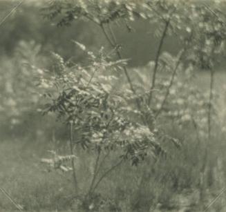 Sapling