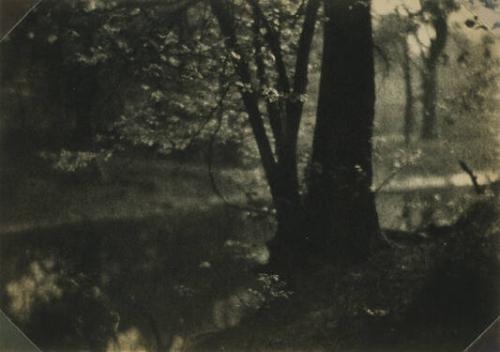 Tree with Multiple Trunks