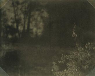 Landscape with Top of Tree in Foreground