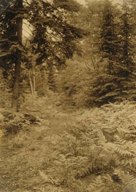 Path through Saplings to Trees