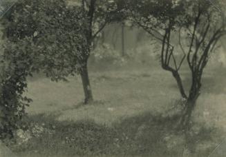 Two Trees in Fields