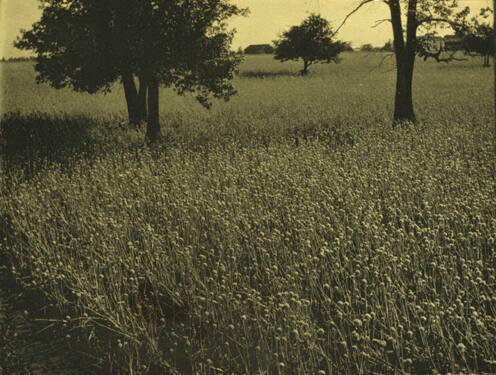 Onion Field, No. 14