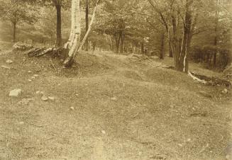 Hillside with Bent Trees